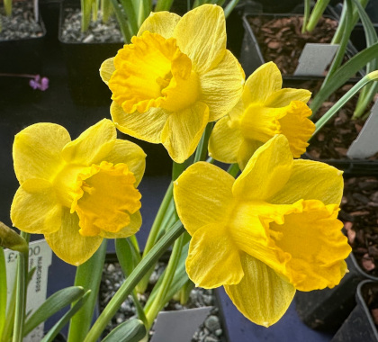 Narcissus Roundita